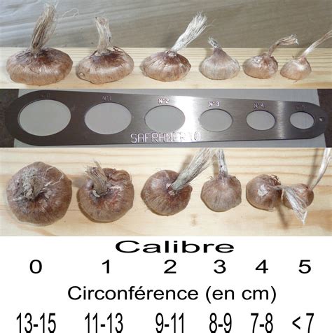 Schéma comparatif des calibres de bulbes de Crocus sativus