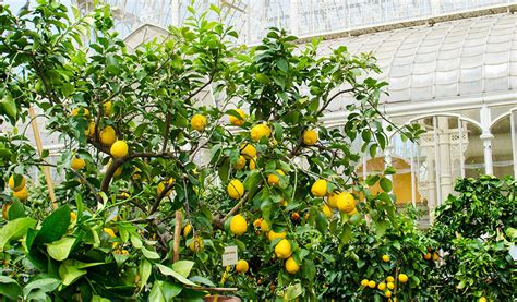 Schéma montrant l'emplacement idéal d'un citronnier : exposition plein sud, abrité du vent, avec un drainage au sol