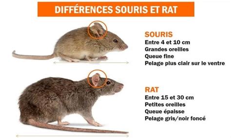 Schéma illustrant les zones de passage typiques des rats et souris dans une maison