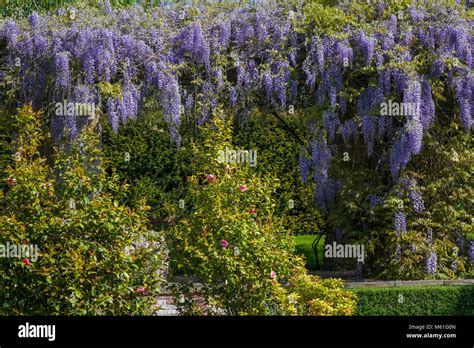 une glycine en pleine floraison mauve recouvrant une pergola