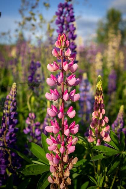 gros plan sur des fleurs de lupin violettes