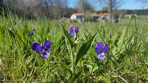 bordure de violettes cornues au printemps