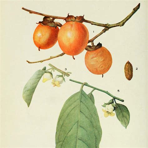 Illustration botanique d'un plaqueminier avec ses fruits orangés