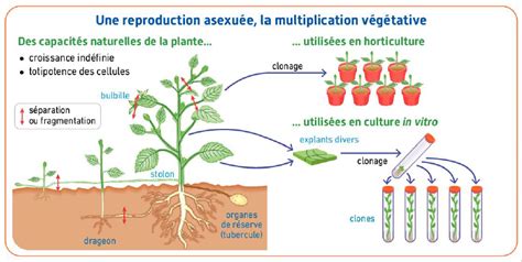 Diagramme comparatif entre une plante cultivée naturellement et une plante sous technique SCROG