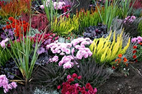 un massif de fleurs composé de variétés de succulentes diverses