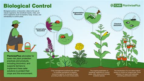 Infographie comparant les différentes méthodes de lutte biologique