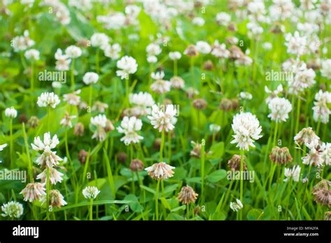 Champ de trèfle blanc en fleurs