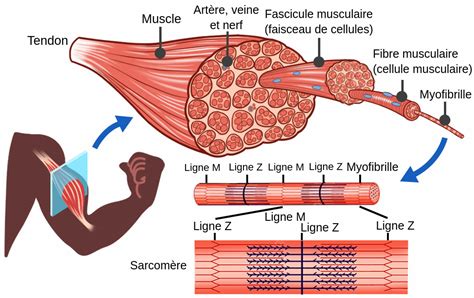 Schéma explicatif de l'action relaxante de la fragarine sur les tissus musculaires utérins