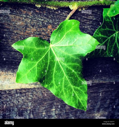 feuilles de lierre grimpant en gros plan