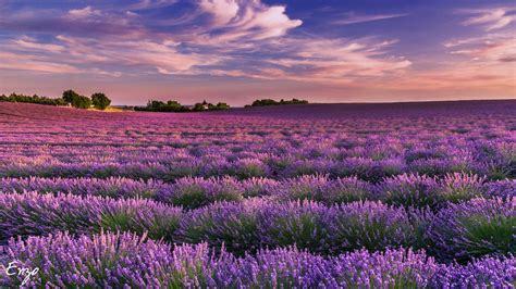 Champ de lavandin en fleurs sous un ciel ensoleillé