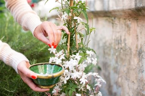 Diagramme du processus de bouturage du jasmin