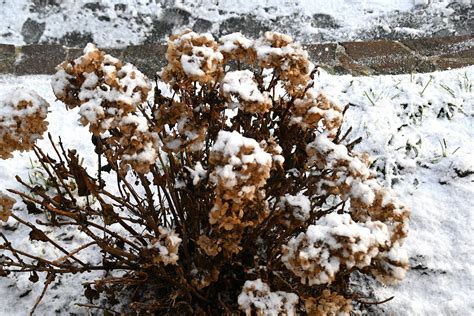 Hortensias sous la neige