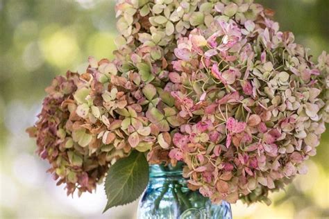 Bouquet d'hortensias séchés