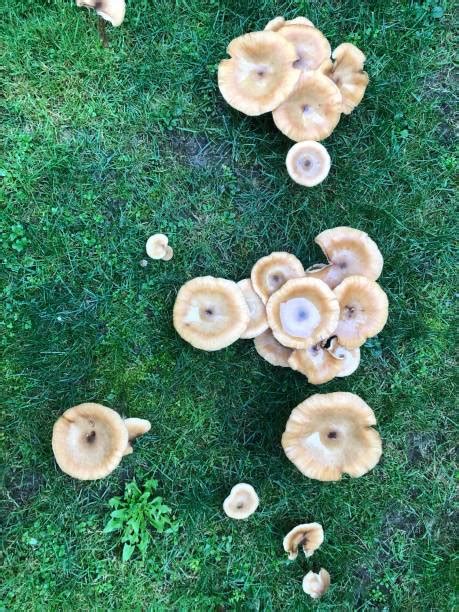 Champignons de pelouse