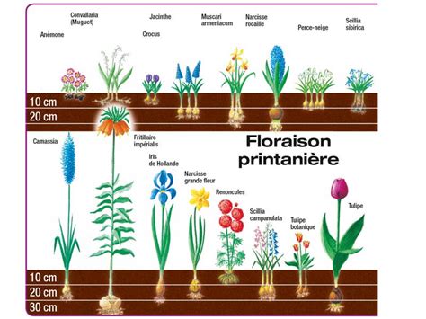 Schéma illustrant le sens de plantation des différents types de bulbes