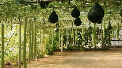 Un jardin rempli de légumes insolites
