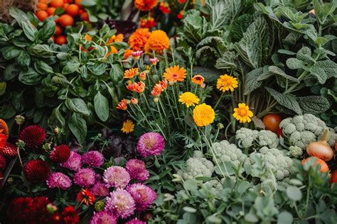 Un parterre de fleurs comestibles et utiles au potager