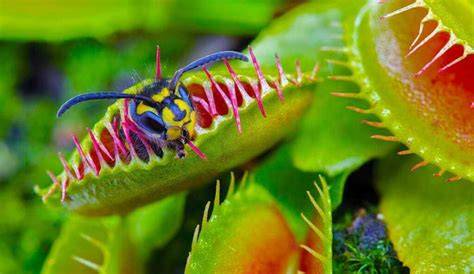Plante carnivore attrapant une mouche