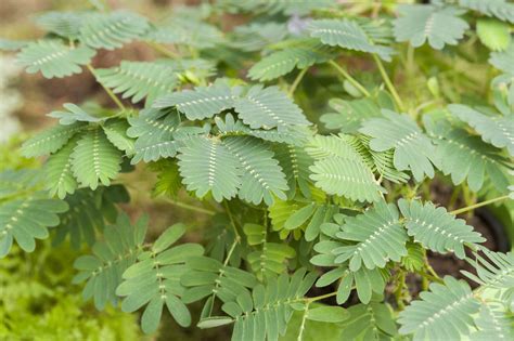 Mimosa pudica aux feuilles repliées