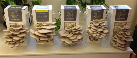 Kit de culture de champignons frais à la maison