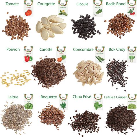 Comparaison entre des graines bio reproductibles et des graines hybrides F1
