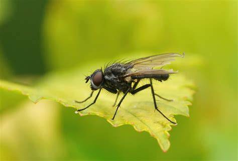 Illustration des ennemis naturels de la mouche des semis