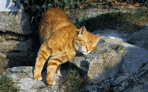 Chat mâle en train de marquer son territoire