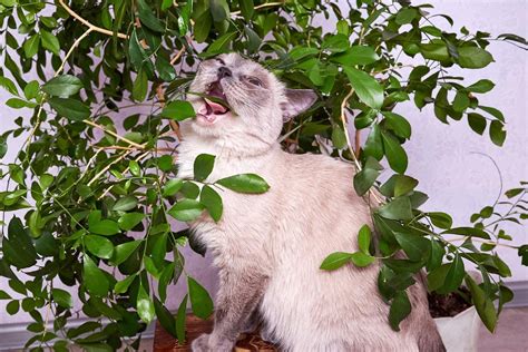 Plantes en pots suspendus pour les éloigner d'un chat