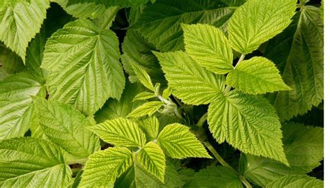 puceron sur feuille de framboisier