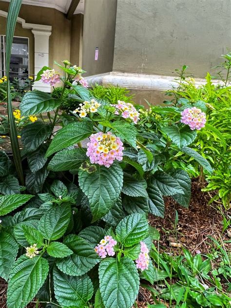 Lantana camara en pleine floraison