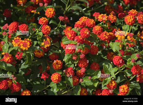 Massif de lantanas colorés