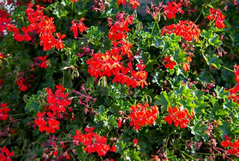 Gros plan d'un pélargonium aux fleurs rouges vives dans une jardinière