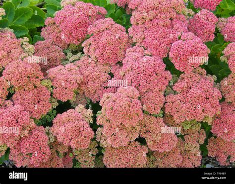 Gros plan d'un sedum avec des fleurs roses et des feuilles charnues
