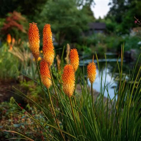 Plantes de Kniphofia aux inflorescences orange vif en forme de torche
