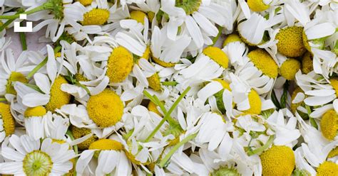 Jardinière débordante d'anthémis aux fleurs blanches et jaunes