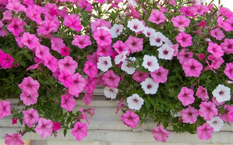 Suspension de pétunias retombants aux fleurs roses et violettes
