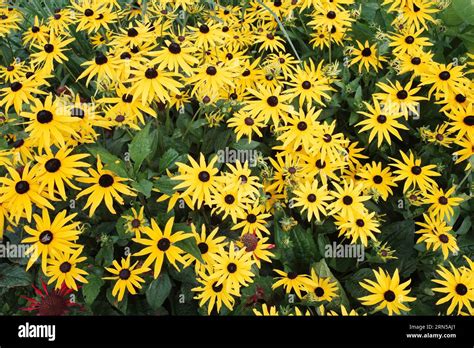 Gros plan de fleurs de rudbeckia jaune avec un cœur noir