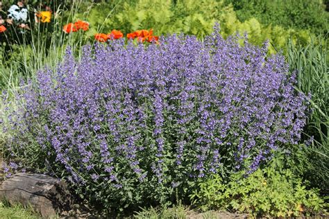 Massif de nepeta aux fleurs lavande et feuillage gris-vert