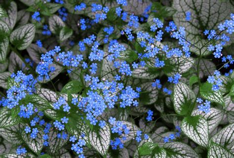 Gros plan de myosotis aux petites fleurs bleues