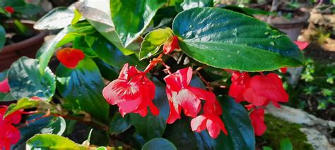 Pot de bégonias aux fleurs rouges et feuilles vertes foncées