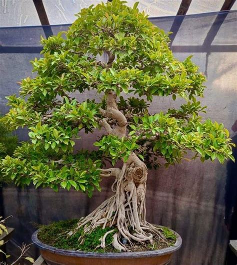 Bonsaï Ficus retusa