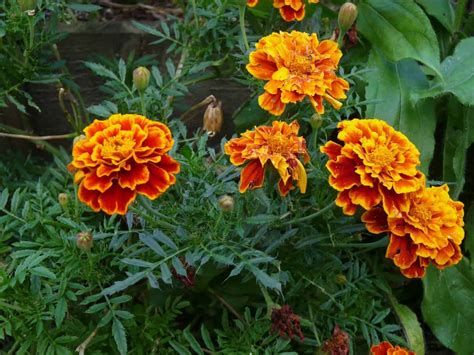 bénéfices de l'œillet d'Inde au potager