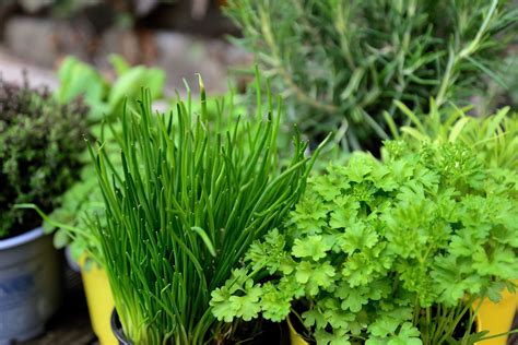 association de plantes aromatiques