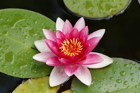 Nénuphar en fleur dans un petit bassin