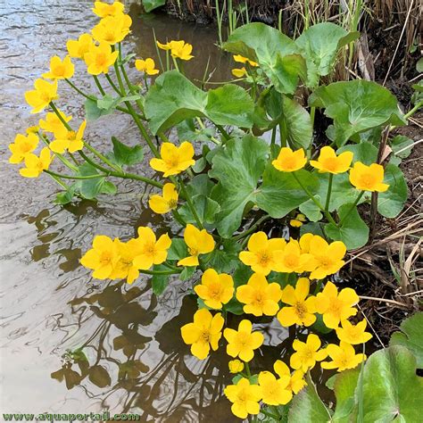 Populage des marais en pleine floraison