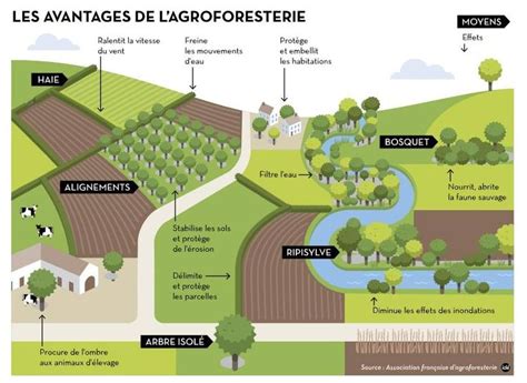 Diagramme d'un système agroforestier combinant arbres et cultures