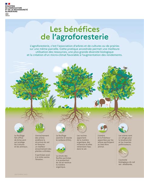 Infographie comparant permaculture et agroforesterie