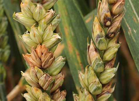 Champ de blé avec épis présentant des symptômes de fusariose