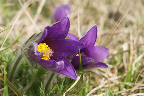 Anémone pulsatille en fleur sur une pelouse calcaire