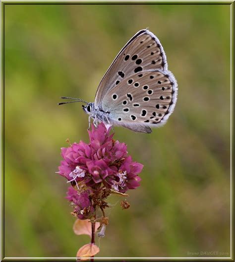 Azuré du serpolet sur une fleur d'origan